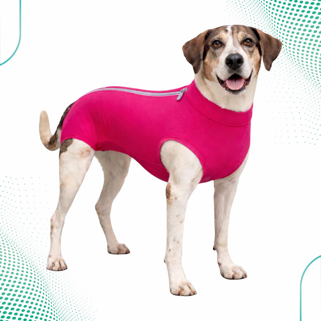 Roupa Pós-Cirúrgica Cão Fêmea – Cotton