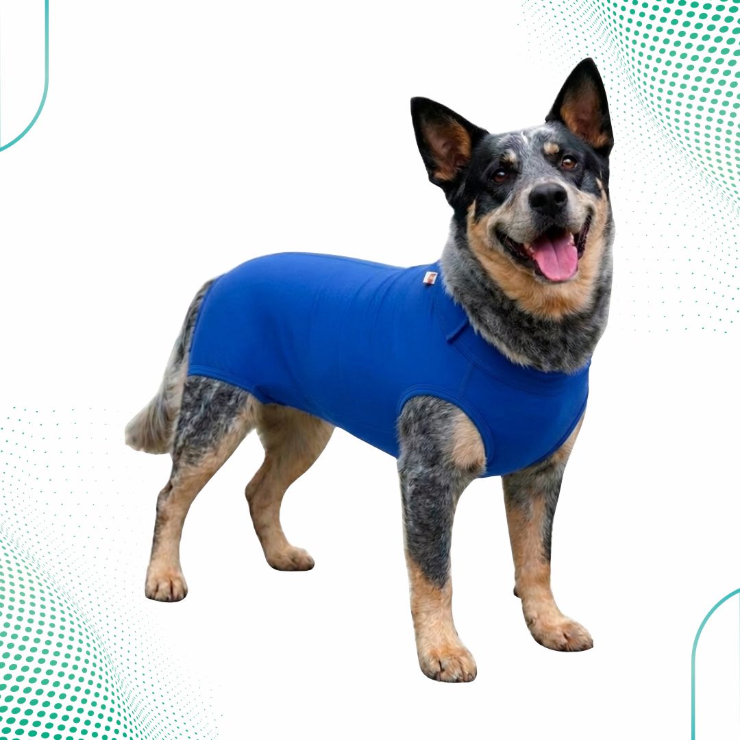 Roupa Pós-Cirúrgica Cão Macho – Cotton