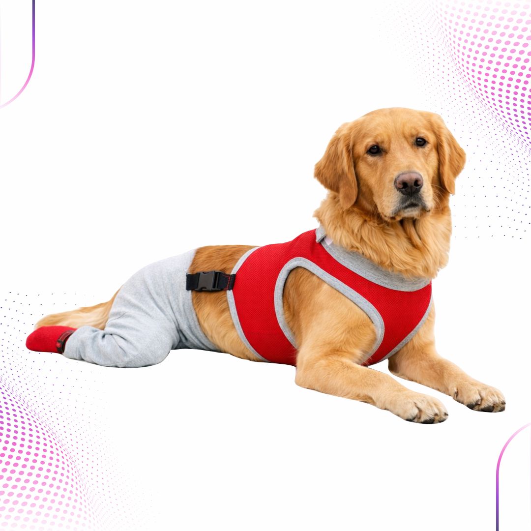 Membros Posteriores Plus – Animais Paraplégicos